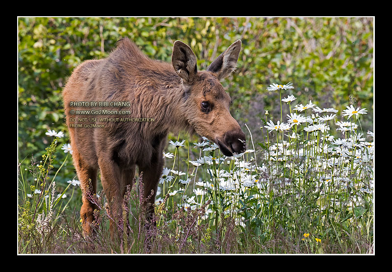 Moose in Flower Field