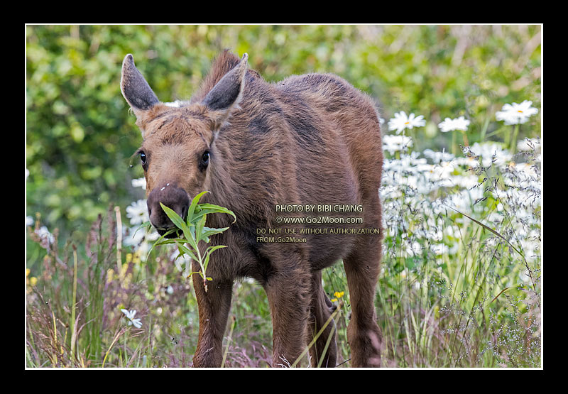 Moose Eating Fireweed