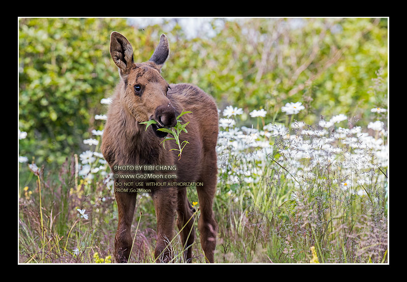 Moose in Flower Field