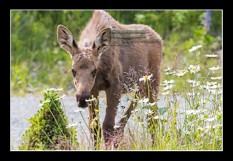 Moose Calf in Flower Field