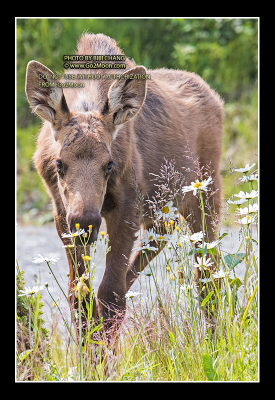 Moose with Flowers