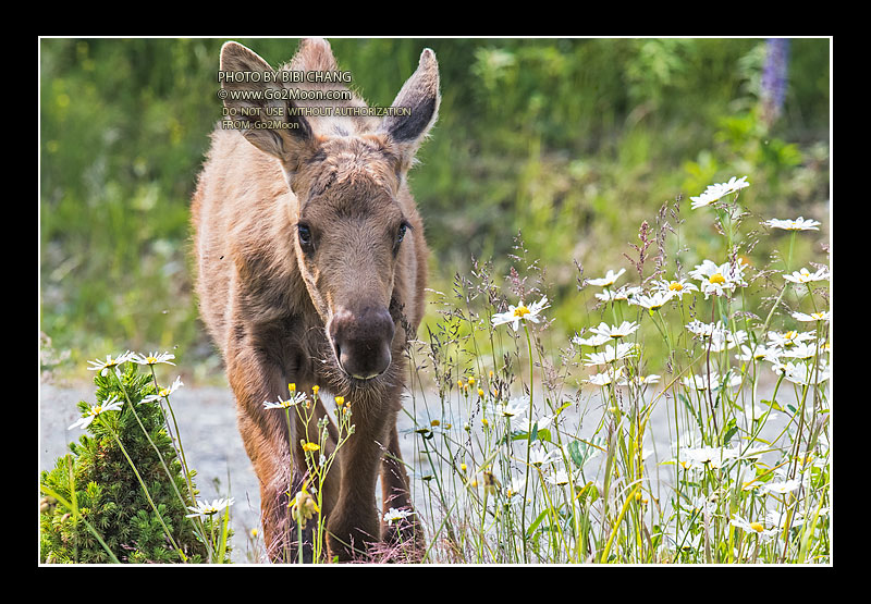 Moose in Flower Field