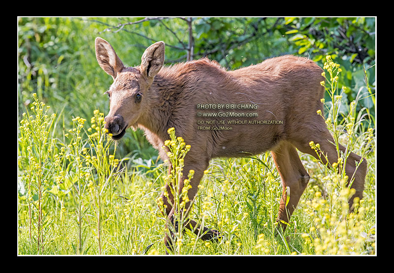 Moose in Flower Field