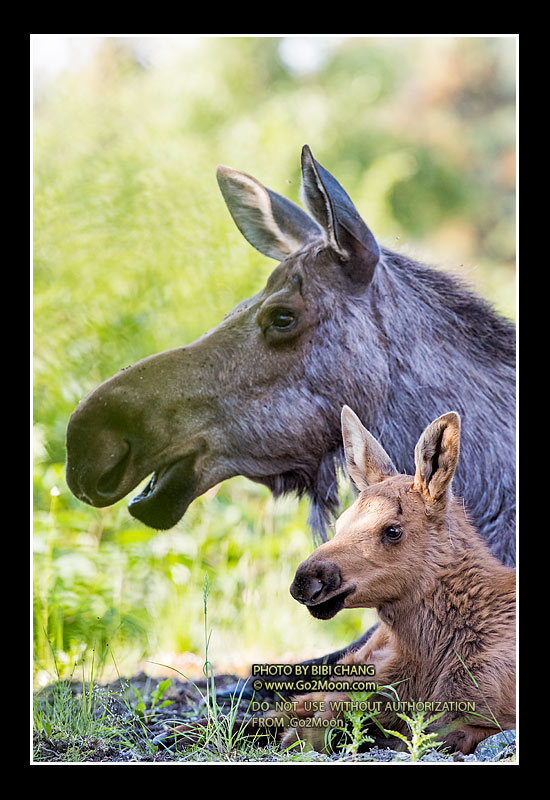 Moose with Calf