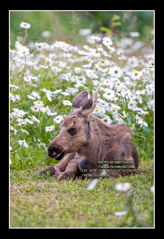Baby Moose in Flower Field