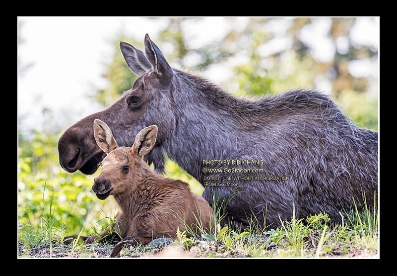 Moose and Calf Relaxing
