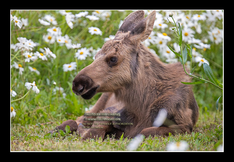 Baby Moose in Flower Field