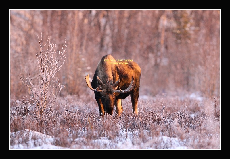 Moose in Snow