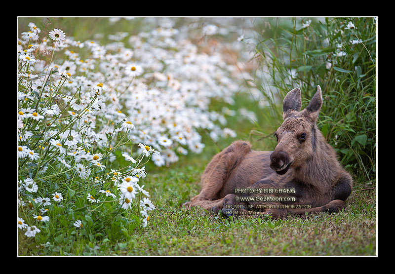 Baby Moose in Flower Field