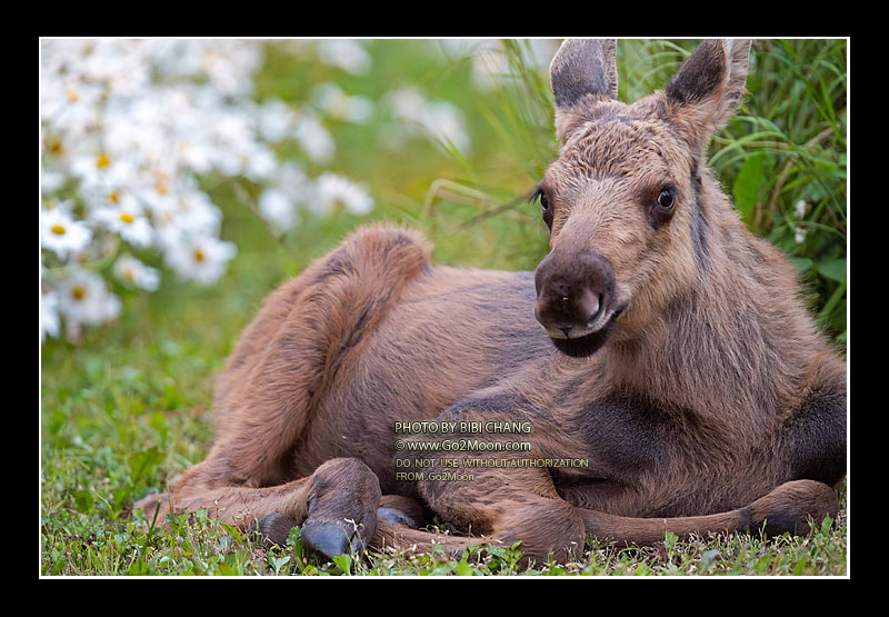 Baby Moose in Flower Field