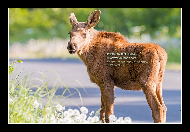 Moose in Flower Field