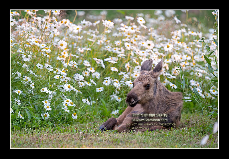 Baby Moose in Flower Field