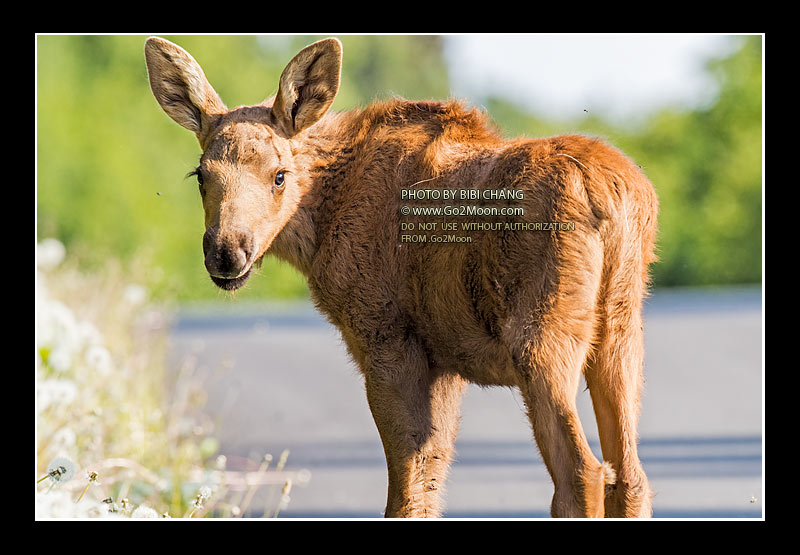 Baby Moose
