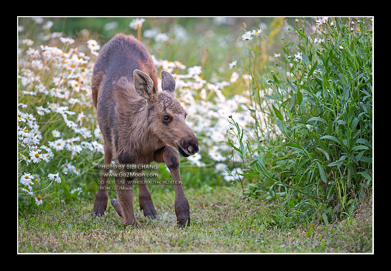 Baby Moose in Flower Field