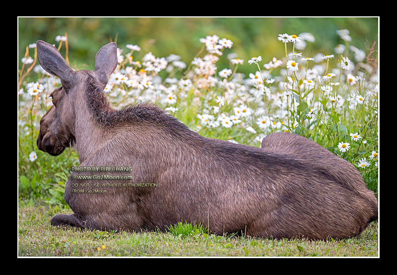 Mother Moose in Flower Field