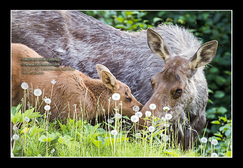 First Year Baby Moose