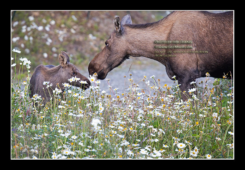 Baby Moose in Flower Field