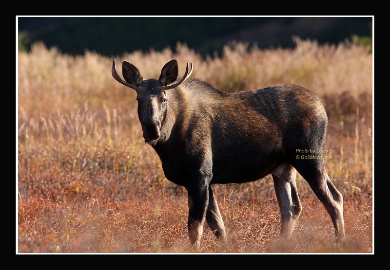 Bull Moose Small Rack