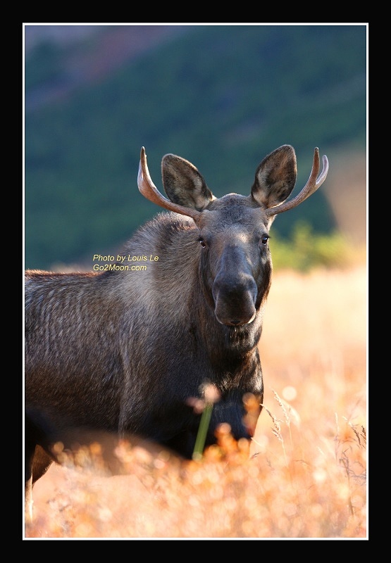 Young Bull Moose