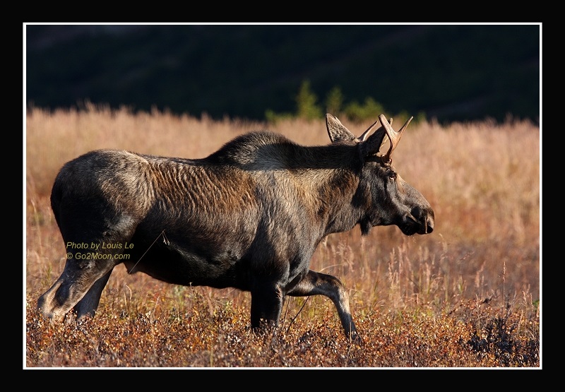 Bull Moose Small Antlers