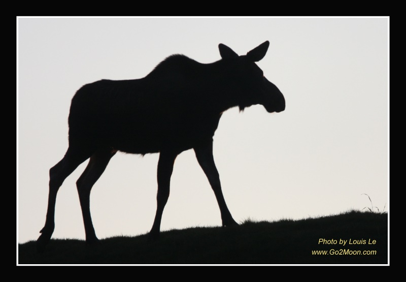 Moose Shadow