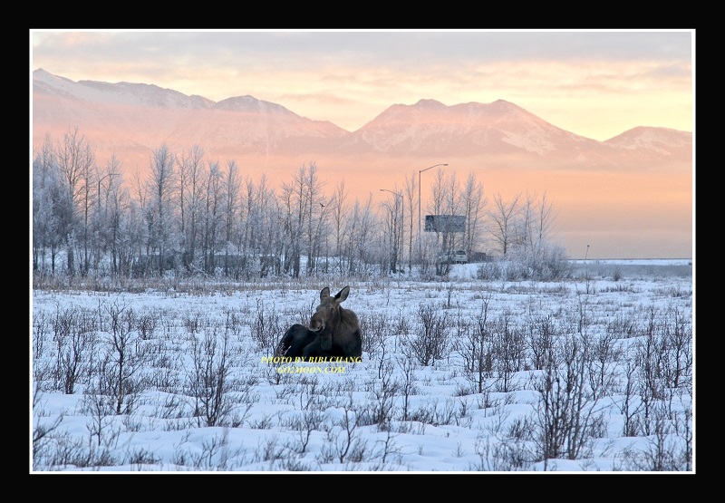 Moose in Snow