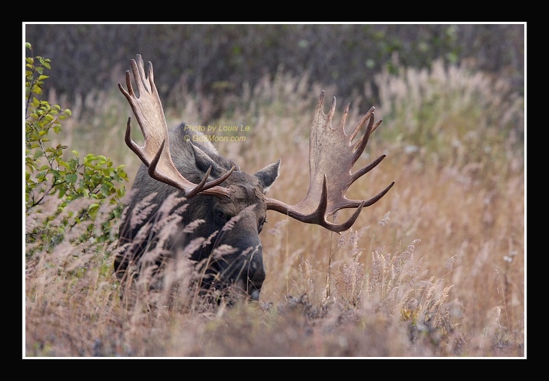 Bull Moose Rack
