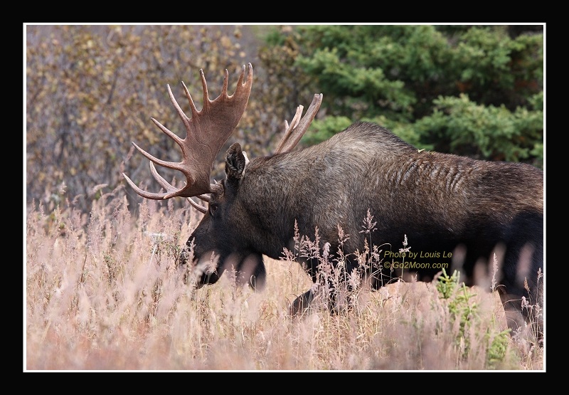 Moose Rack