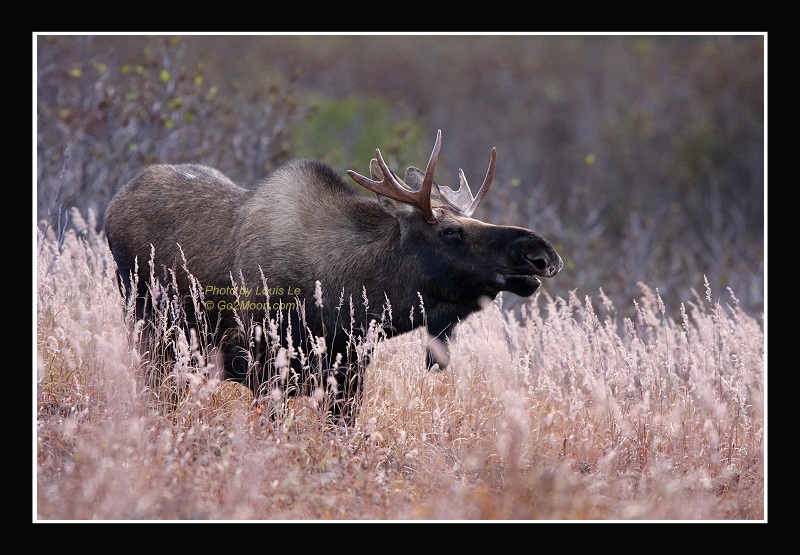 Young Bull Moose in Grass
