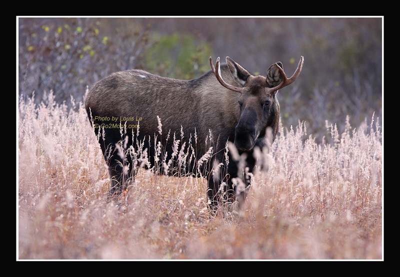 Bull Moose in Field