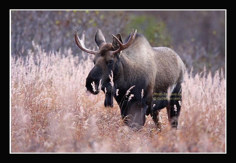 Bull Moose in Field