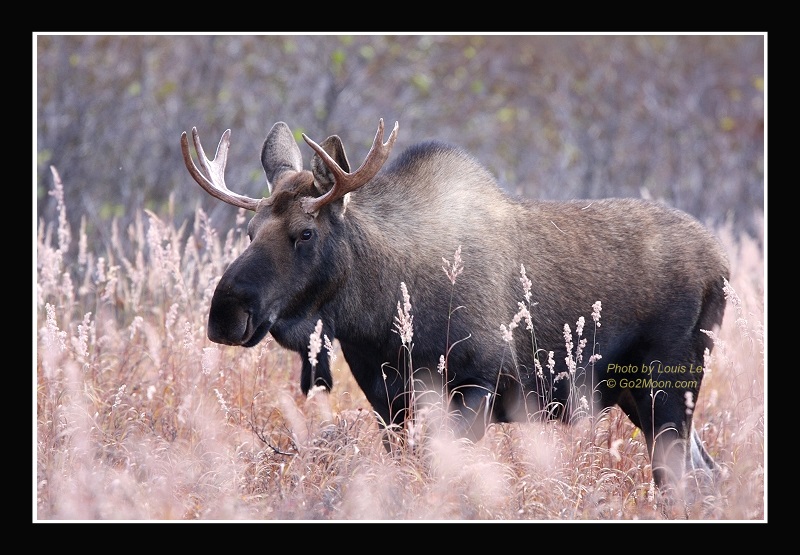 Bull Moose in Field