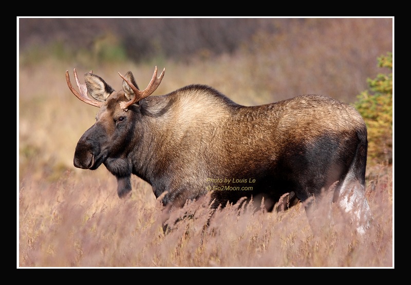 Young Bull Moose