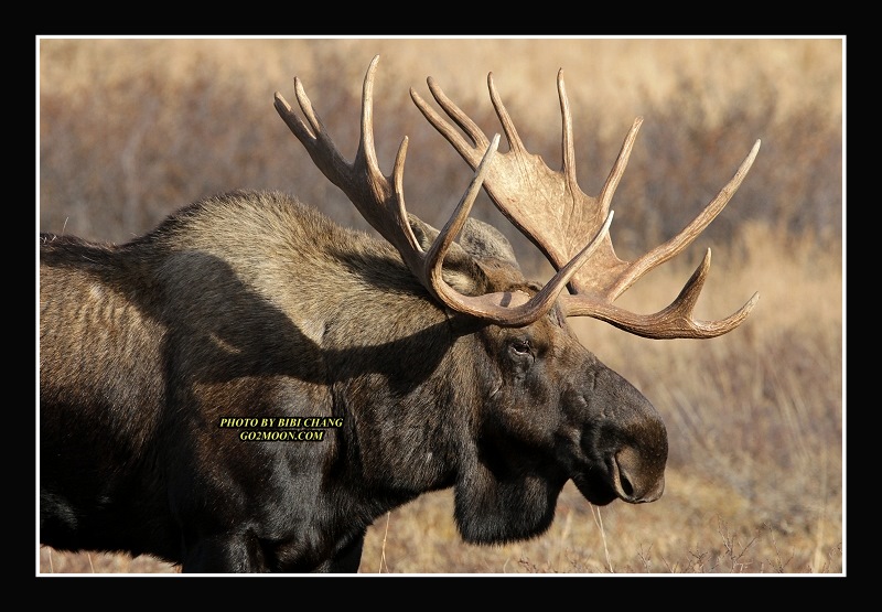 Big Bull Moose