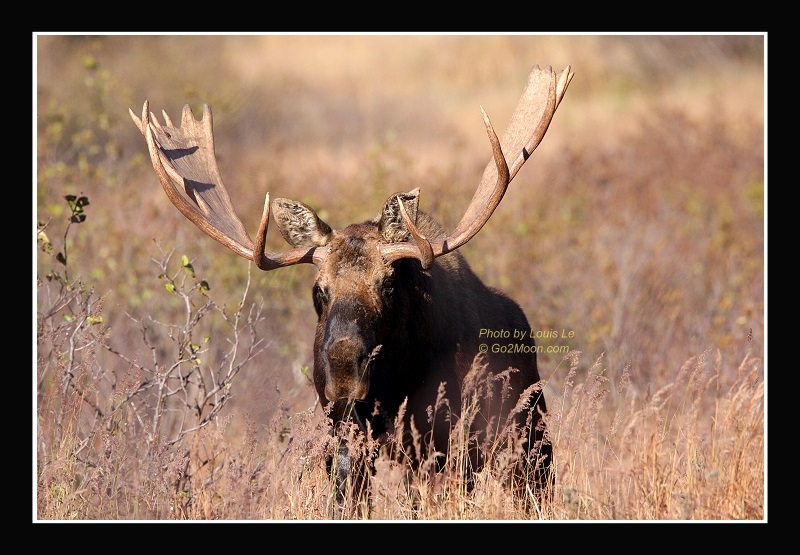 Moose Rack