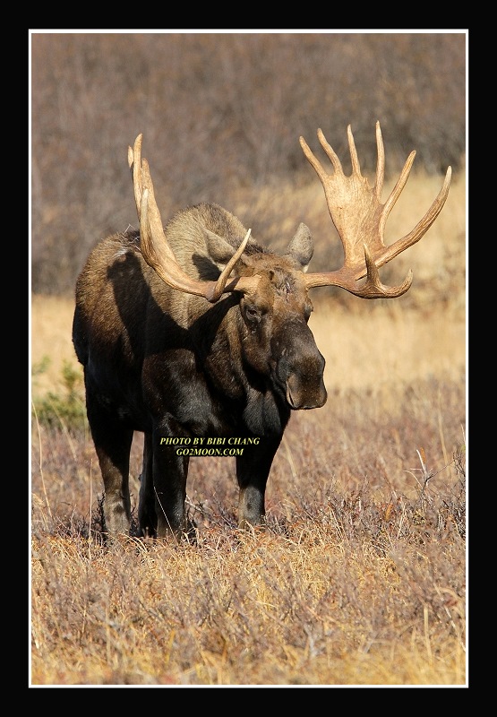 Big Bull Moose