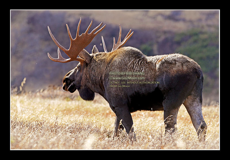 Moose in Alaska