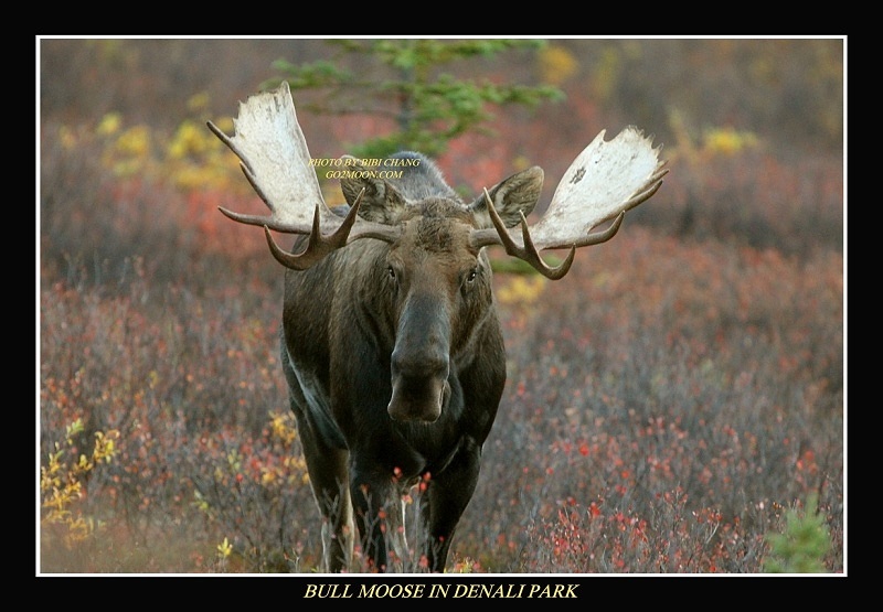 Alaska Moose