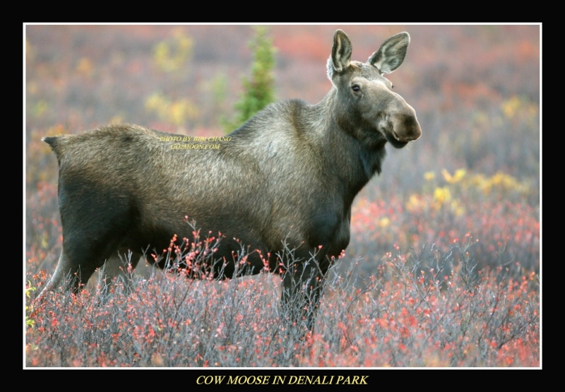 Cow Moose in Denali Park