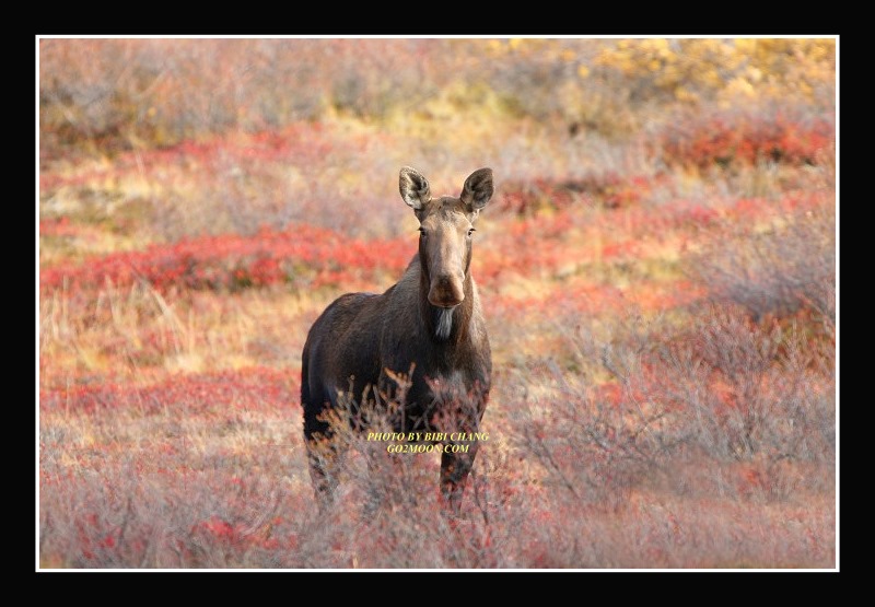 Moose on Tundra