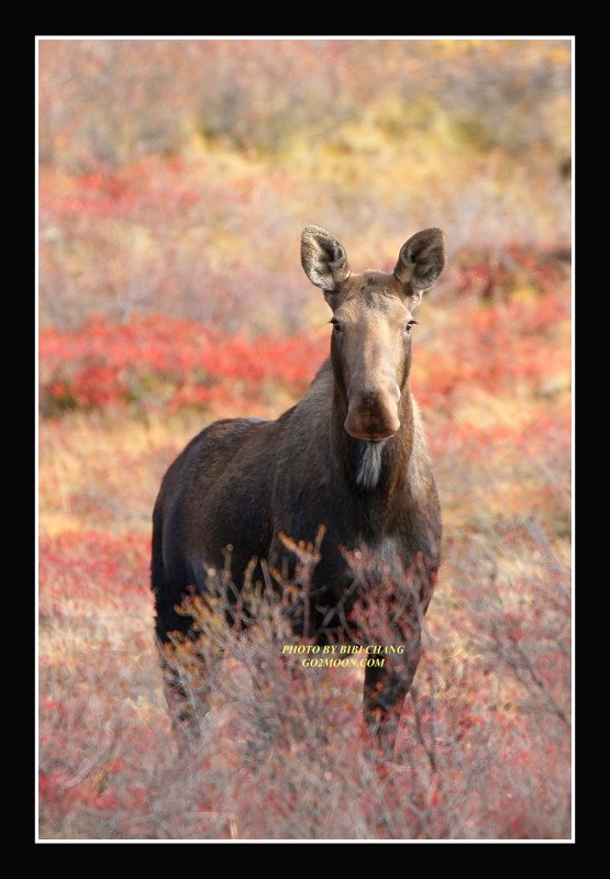 Moose on Tundra