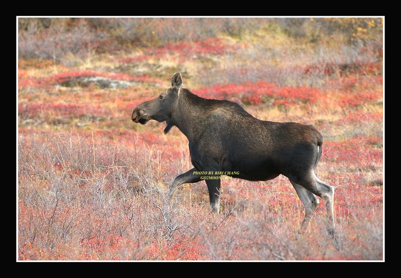 Moose on Tundra