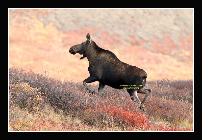 Moose on Tundra
