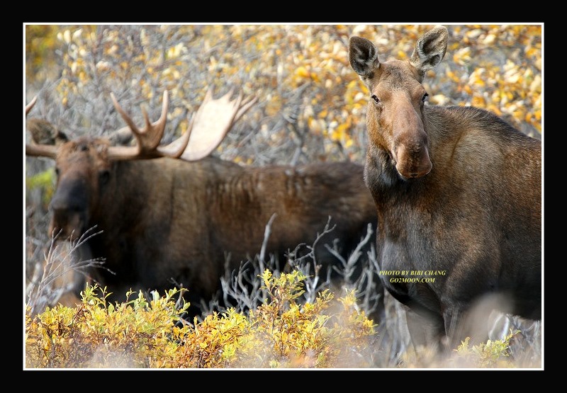 Moose in Denali