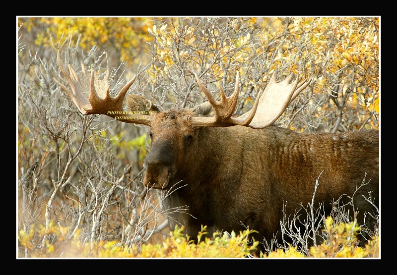 Bull Moose in Denali