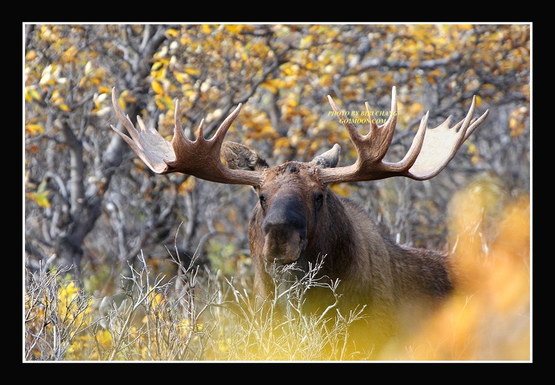 Moose in Denali