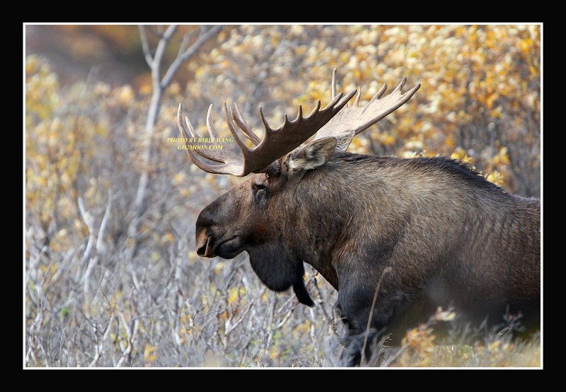 Bull Moose in Denali