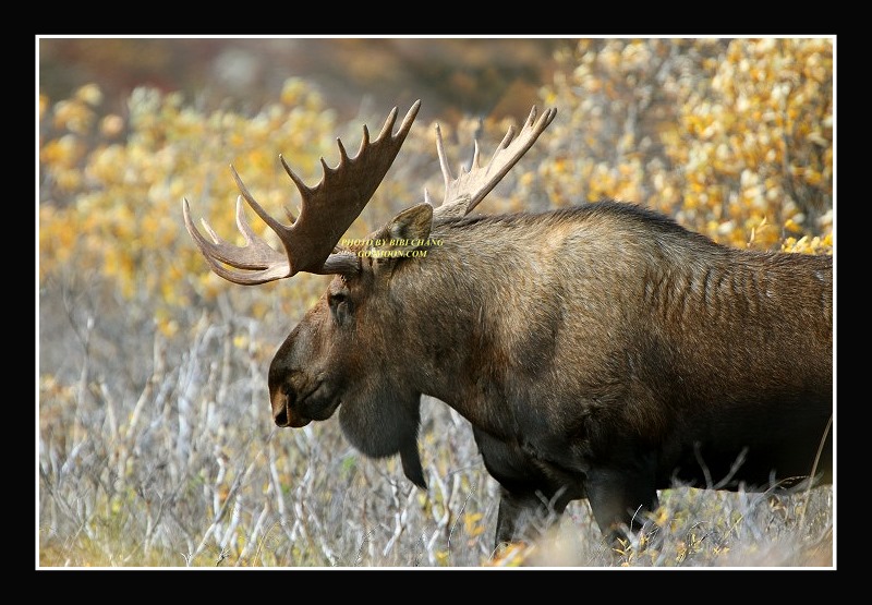 Bull Moose in Denali