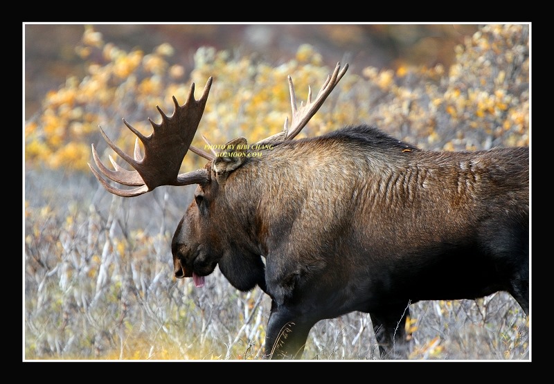 Moose in Denali