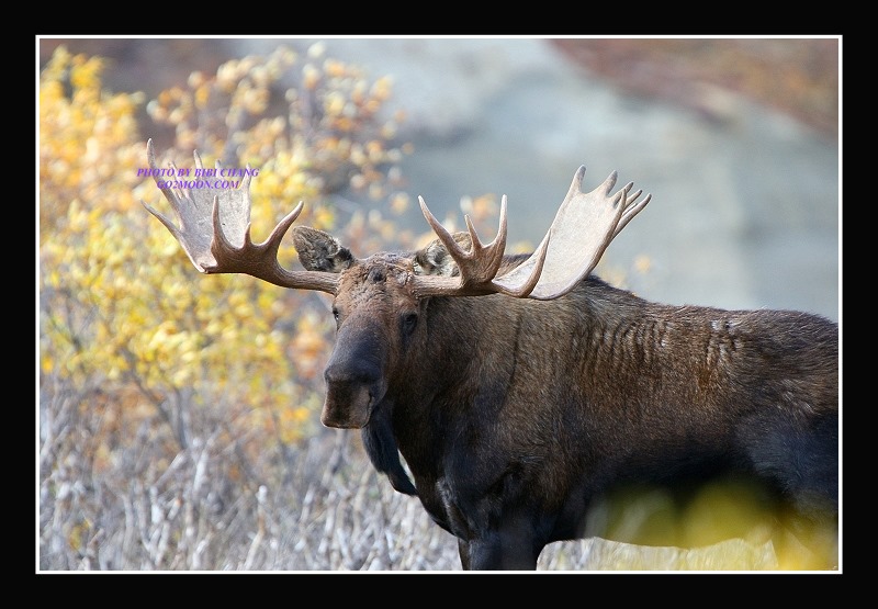 Moose in Denali